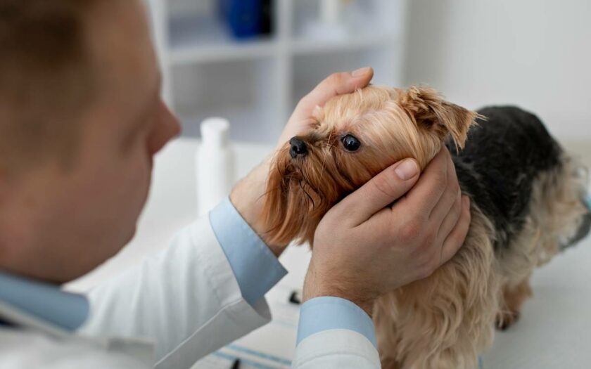 O que pode causar traqueobronquite infecciosa canina?